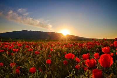 Champ de coquelicots vibrant au coucher du soleil