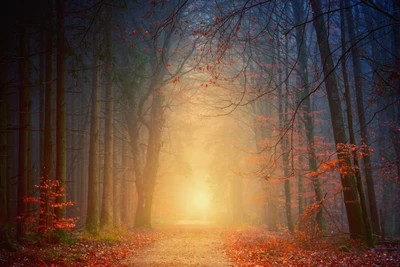 Camino místico y brumoso a través de un bosque de otoño al amanecer