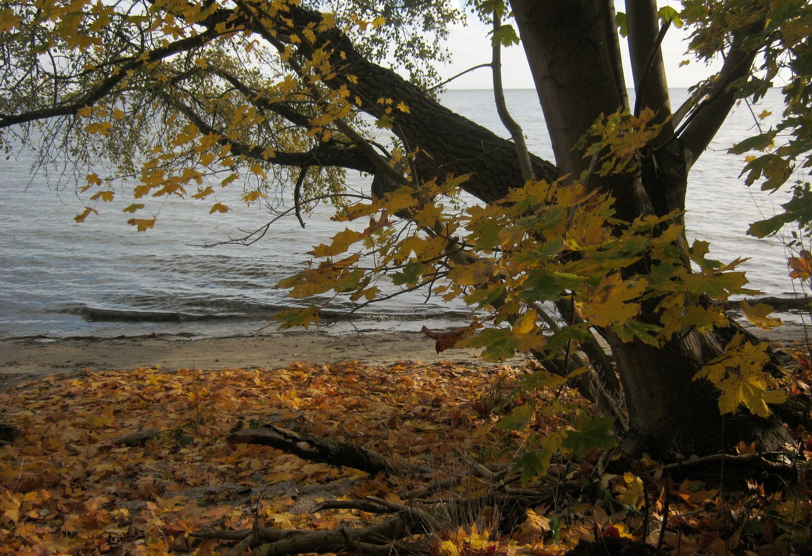 Leaves on the ground next to a tree and water (tree, leaf, autumn, water, branch)