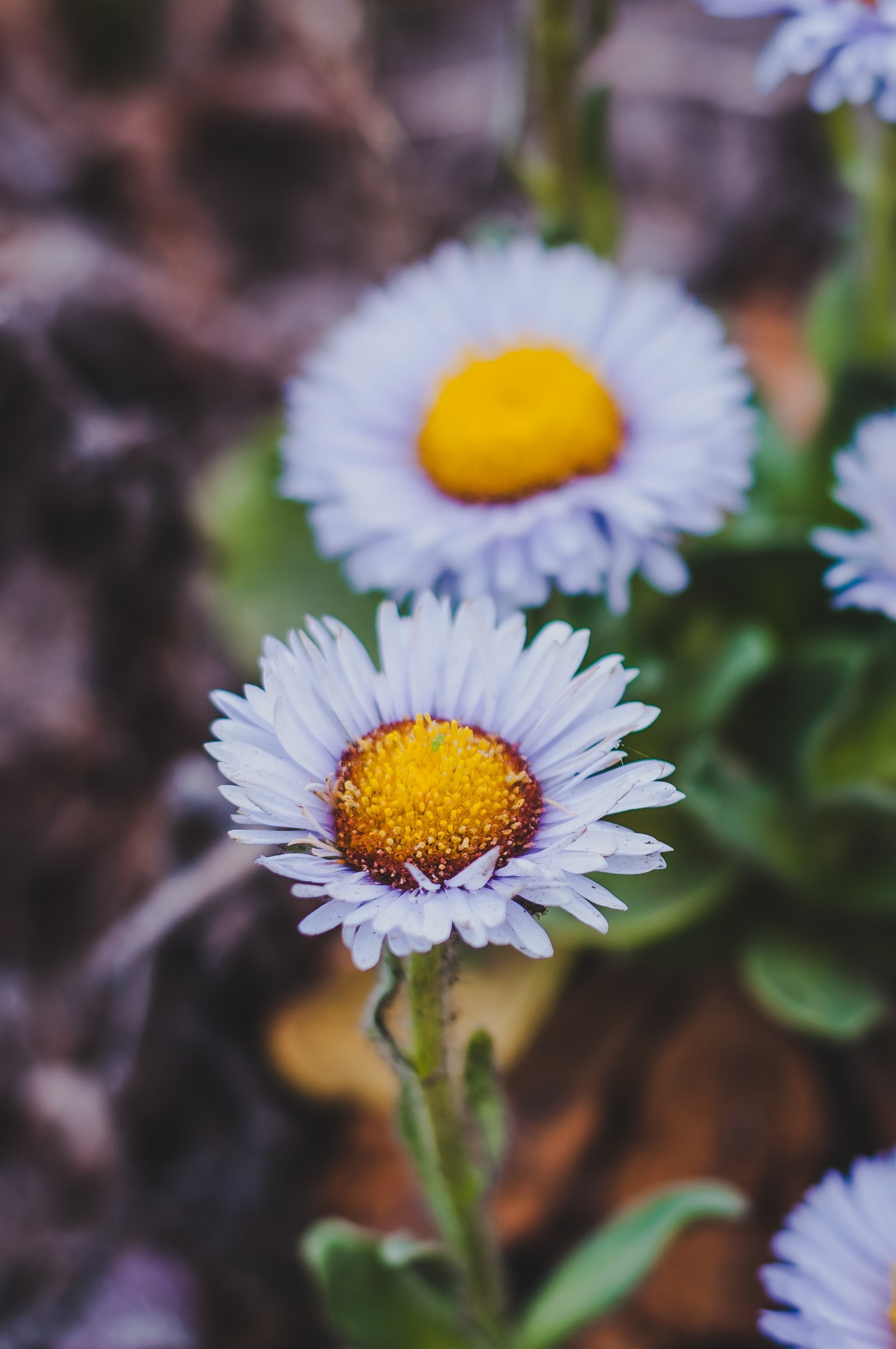 Il y a beaucoup de fleurs blanches avec des centres jaunes au milieu du champ (fleur, pétale, plante, plante à fleurs, aster)