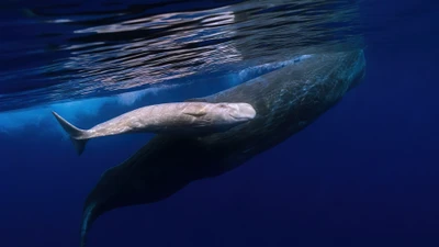 Baleia esperma albina nadando nas profundezas do oceano