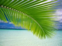 Vibrant Palm Leaf Against a Tropical Sky and Calm Waters