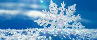 snowflake, winter, frost, snow, freezing wallpaper