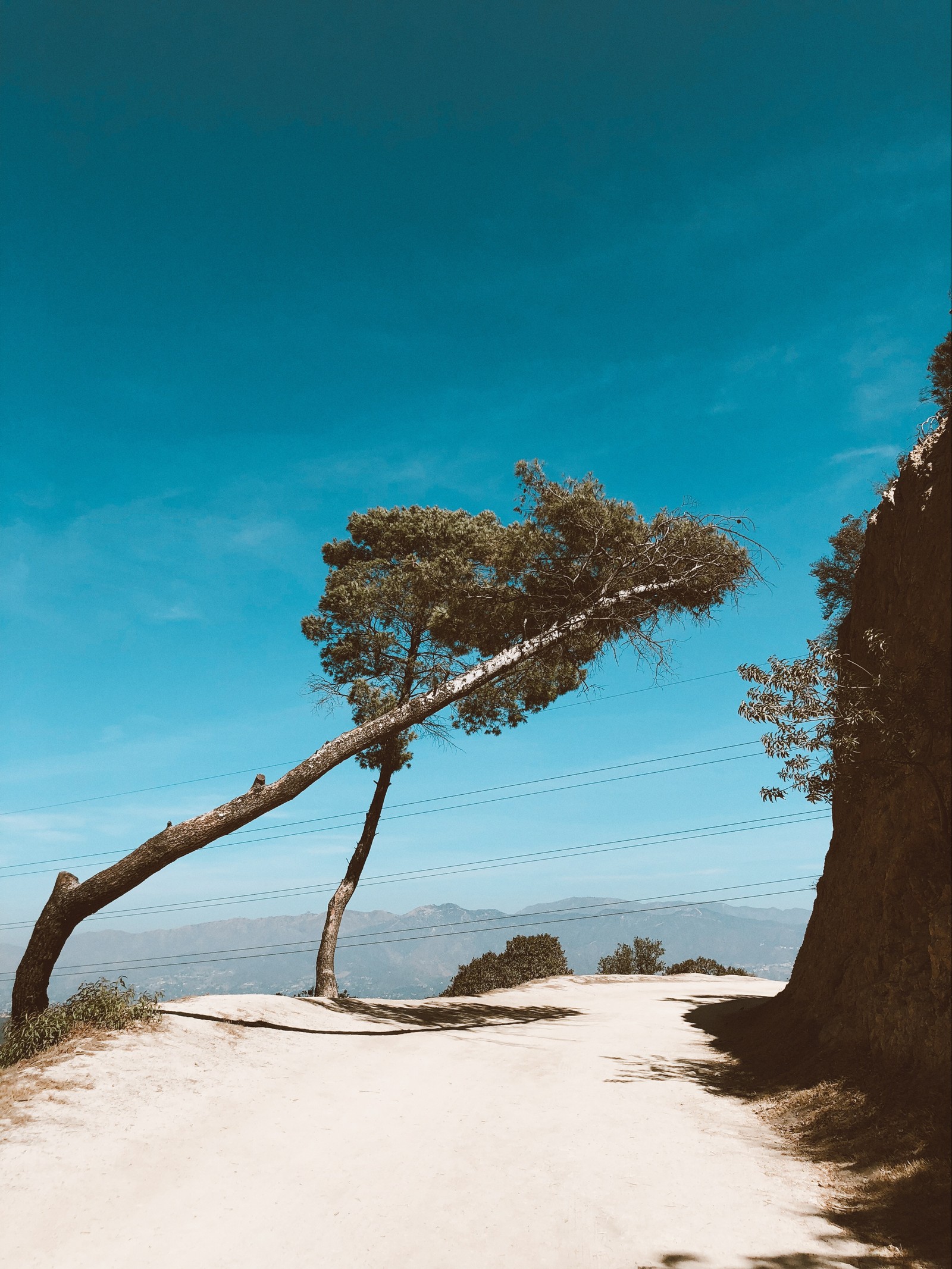 Há uma árvore solitária inclinada sobre uma estrada de terra (ramo, madeira, paisagem, areia, azul celeste)