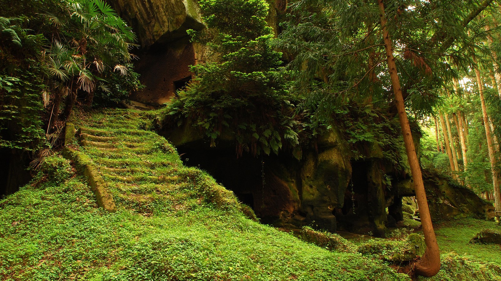 Um close-up de uma escada de pedra em uma floresta com árvores (floresta, árvore, vegetação, natureza, reserva natural)