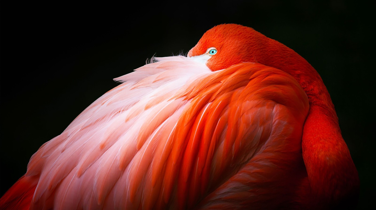 Une girafe avec une tête rouge et des plumes blanches se tenant dans l'obscurité (esthétique, apple pro display xdr, action, arrière plan noir, animaux)