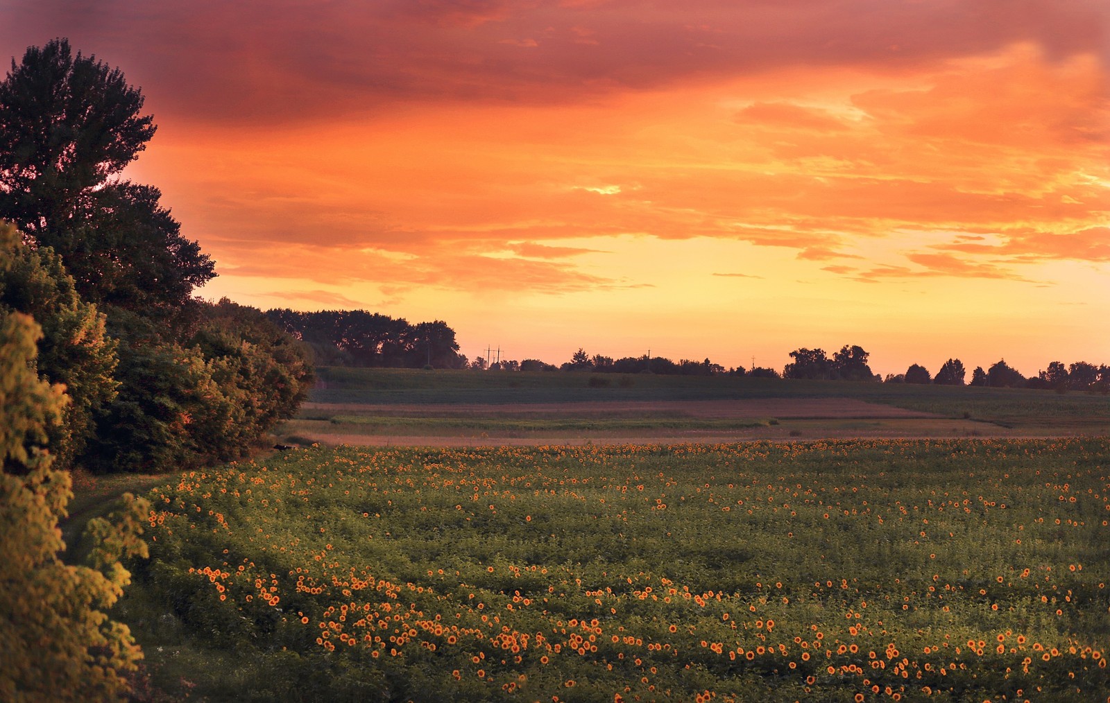 Sunset over a field of wildflowers and trees with a red sky (evening, morning, dawn, plain, grassland)