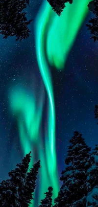 Enchanting Aurora Over Snowy Pines