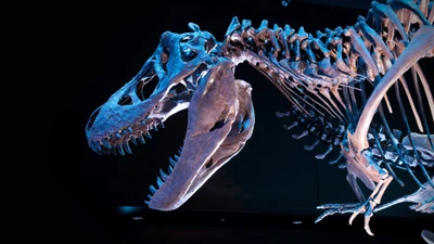 Tyrannosaurus Rex Skeleton Displayed in Dim Lighting