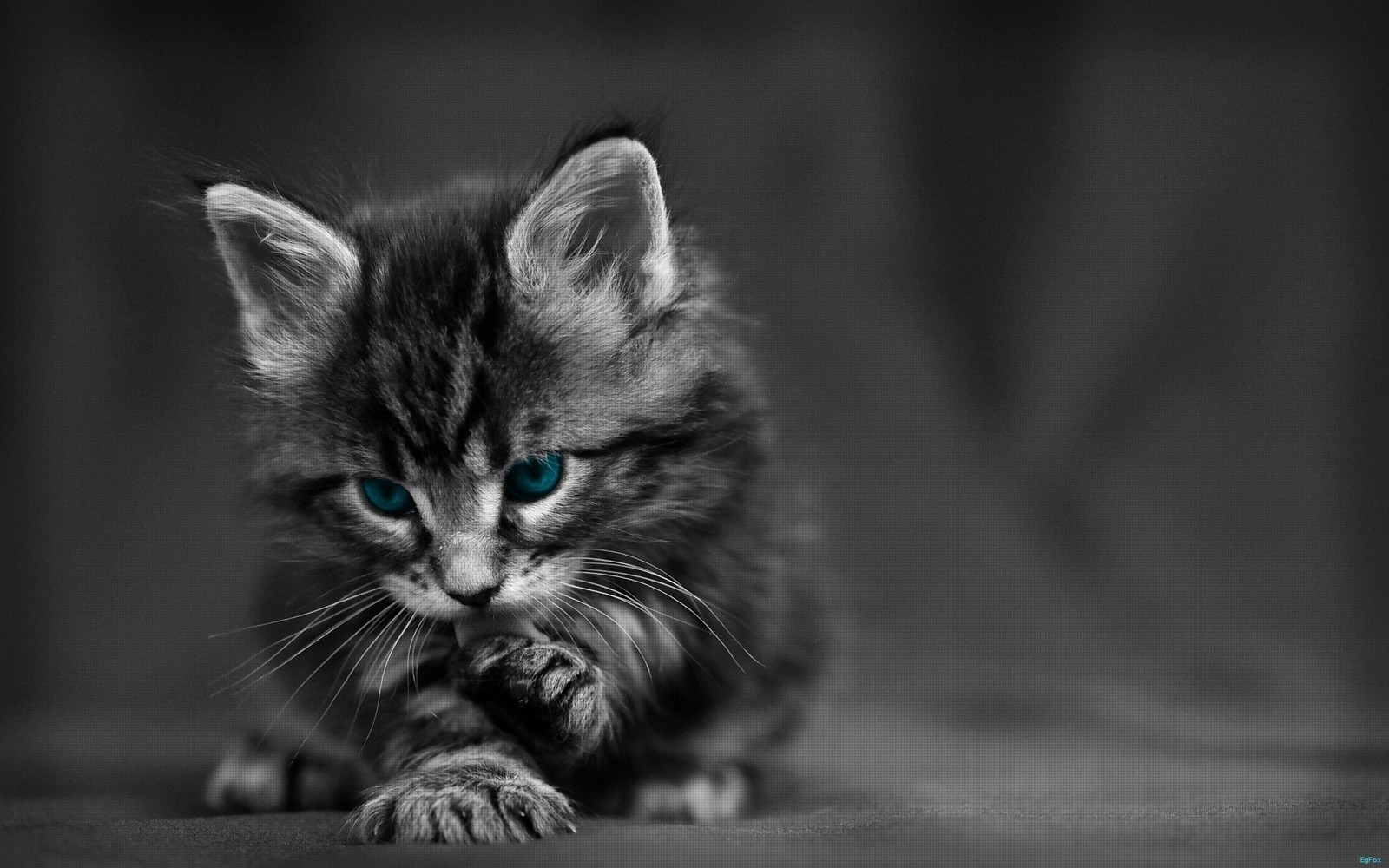 Arafed kitten with blue eyes sitting on a black surface (kitten, maine coon, black cat, black and white, cuteness)