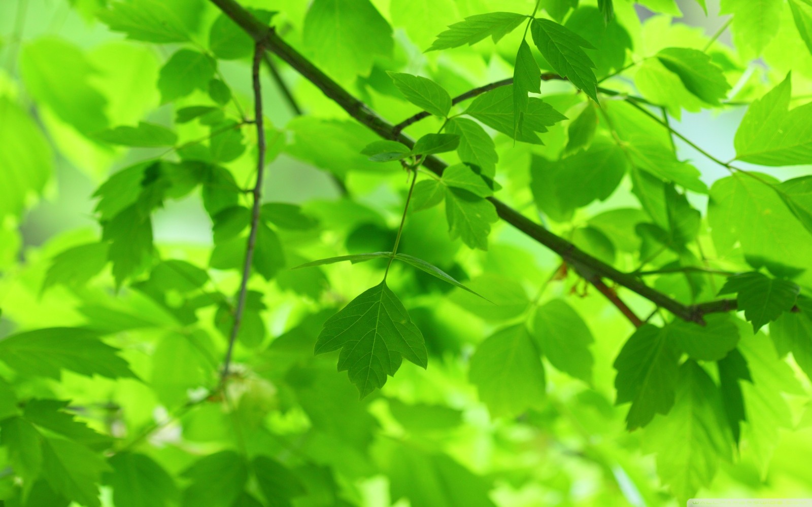 A close up of a branch of a tree with green leaves (leaf, branch, green, tree, plant)