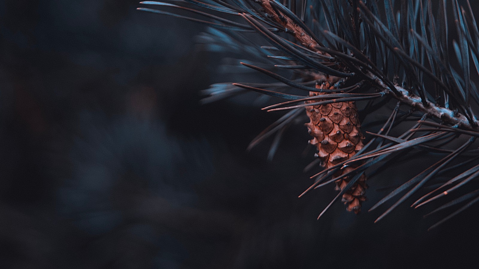 Gros plan d'un cône de pin sur un pin (nature, cône de conifère, brindille, pinheiro, branche)