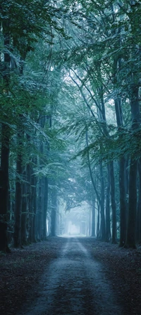 forêt, arbre, atmosphère, plante, paysage naturel