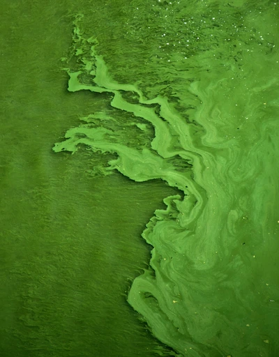 Padrões vibrantes de algas verdes no ecossistema aquático