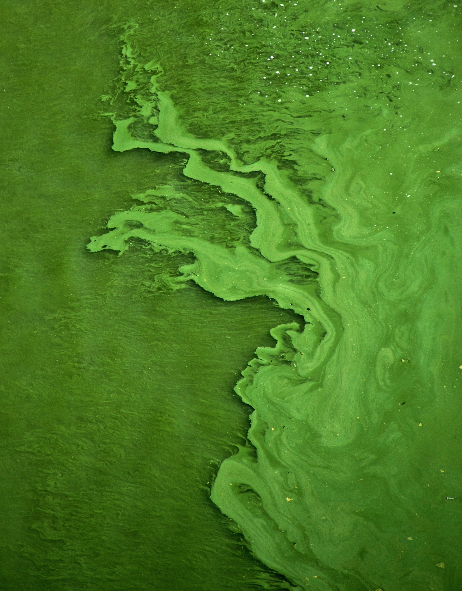 Vue aérienne d'algues vertes flottant dans un plan d'eau (plante aquatique, algues, vert, herbe, monde)