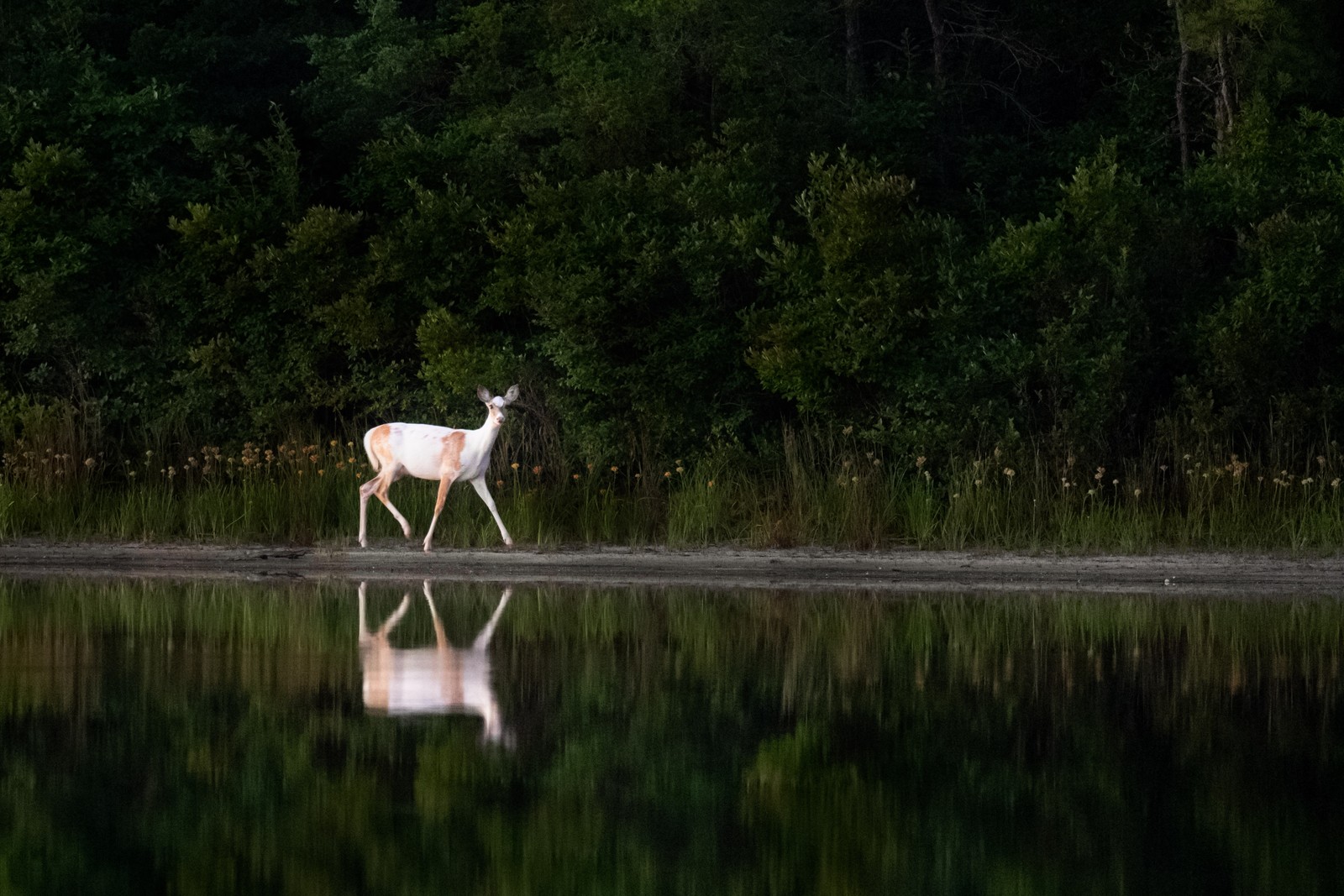 Um cervo atravessando a água (veado, natureza, reflexo, fauna, reserva natural)