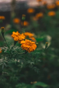 Des soucis jaunes vibrants dans un cadre de jardin luxuriant