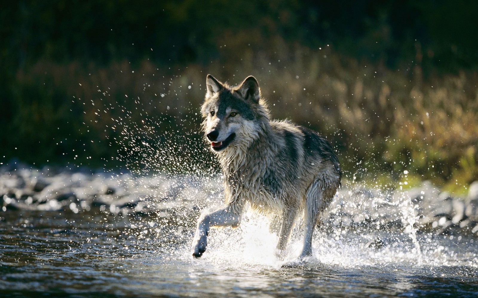 Há um lobo correndo pela água com a boca aberta. (fauna, cão lobo de saarloos, mamífero, cão lobo, cão lobo checoslovaco)