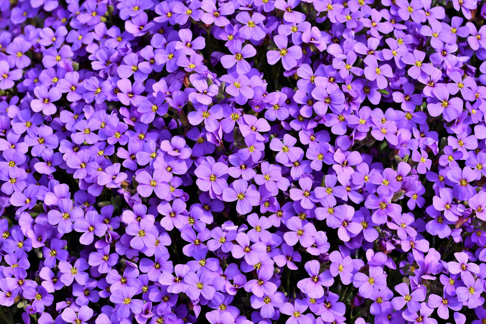 Des fleurs violettes poussent dans un champ d'herbe verte (aubrieta, fleurs violettes, floraison, printemps, violet)