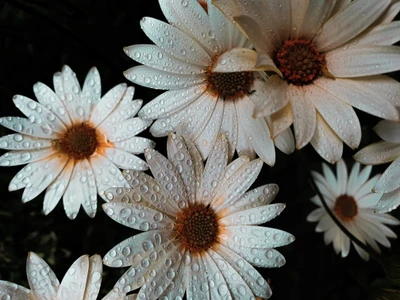 Fleurs de marguerite embrassées par la rosée en détail 4K