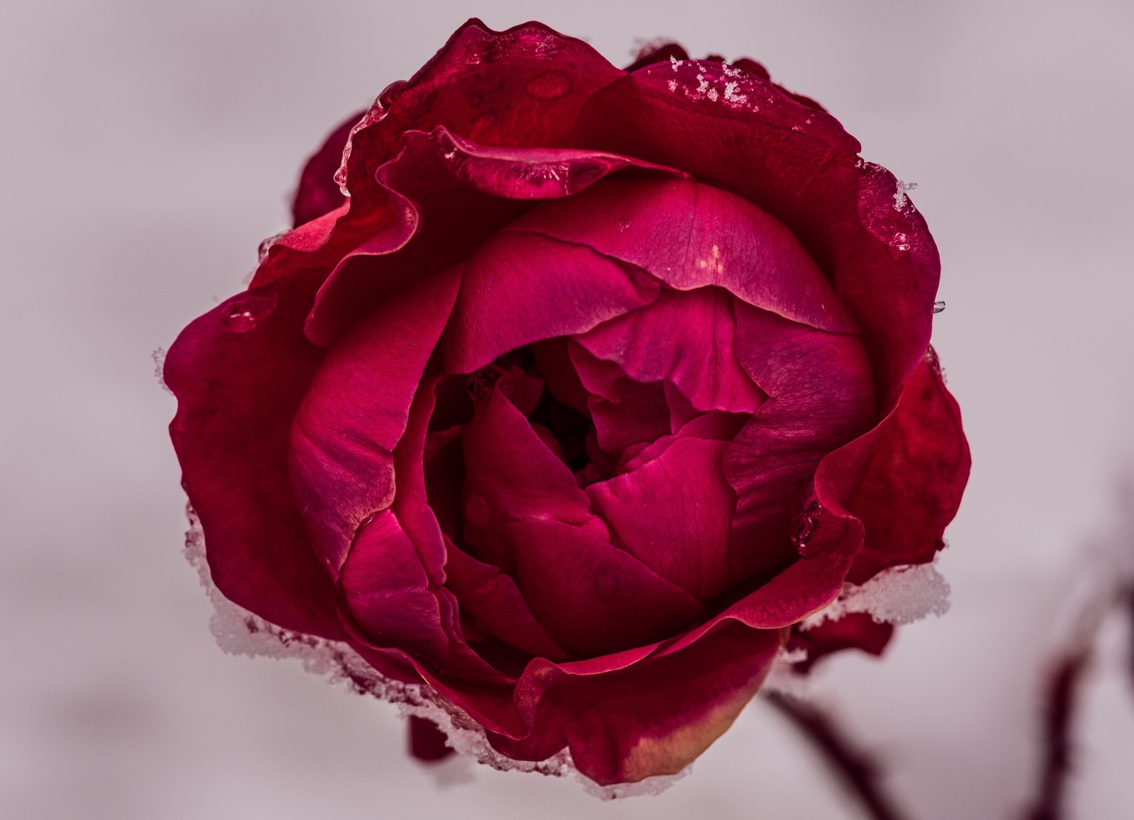 Eine nahaufnahme einer roten rose mit schnee darauf (rosenblume, rote rose, macro, nahaufnahme, 5k)