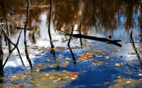 Autumn Reflections: Fallen Leaves and Tree Branches on Still Water