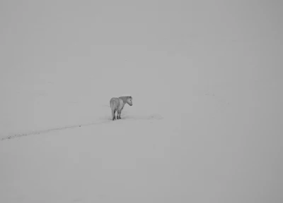 Caballo solitario en un paisaje nevado