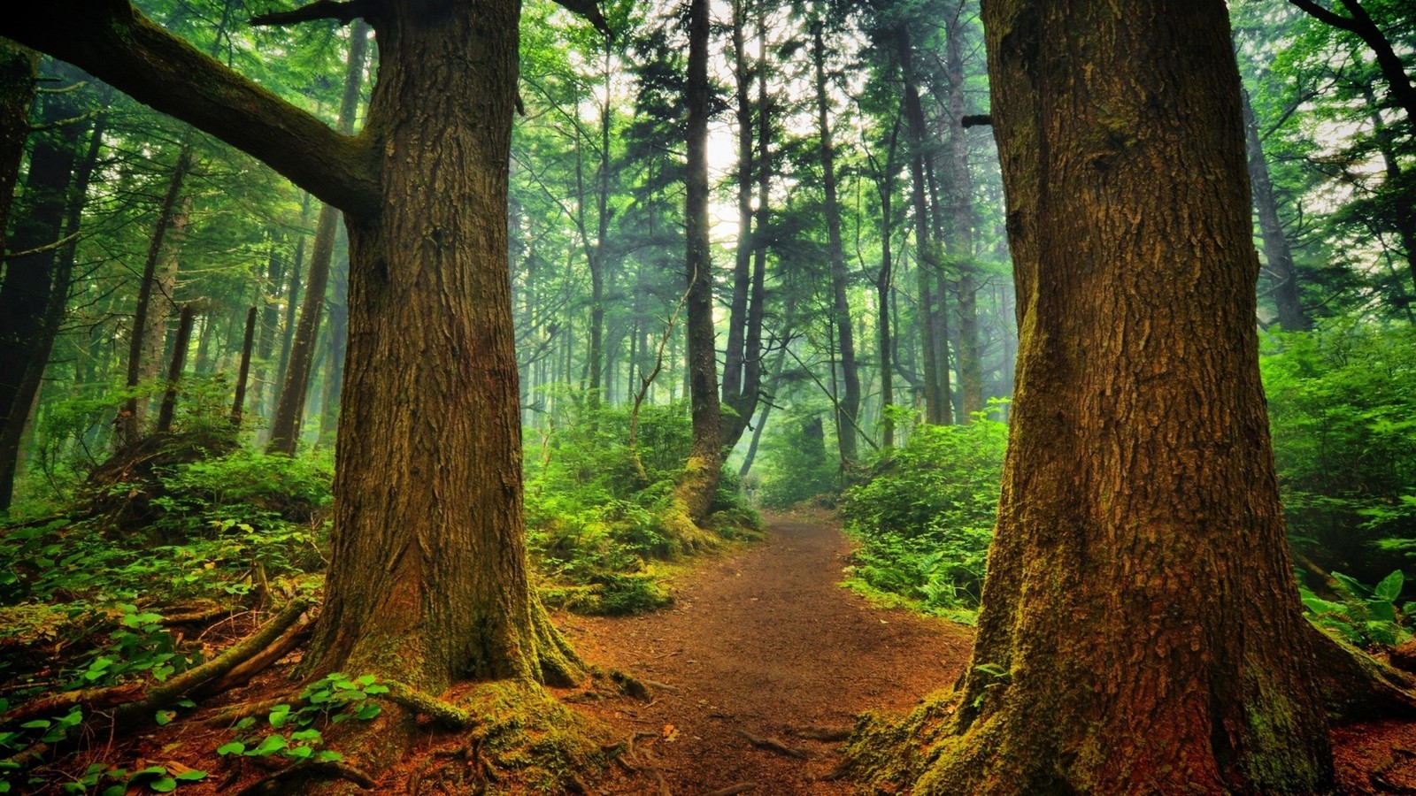 Un camino a través del bosque que lleva a un bosque con árboles altos (bosque, árbol, naturaleza, reserva natural, meditación)