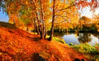 herbst, baum, natur, reflexion, blatt