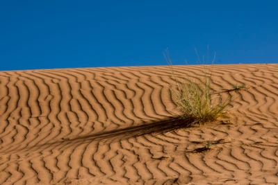 Paisaje de dunas texturizadas con hierba contra un cielo azul claro