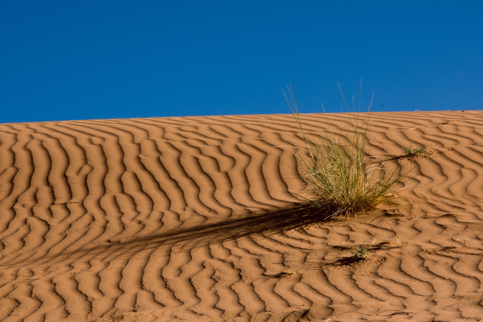 Duna de areia desfocada com uma pequena planta crescendo dela (deserto, areia, erg, forma de relevo eólico, duna)