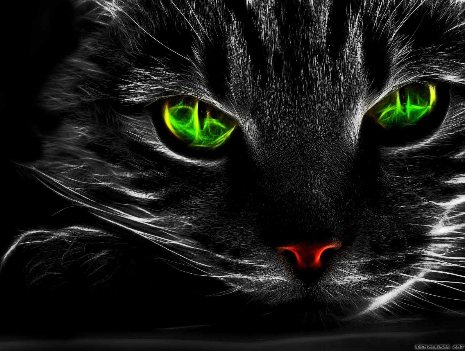 animals, cat, cats, colors, cool wallpaper