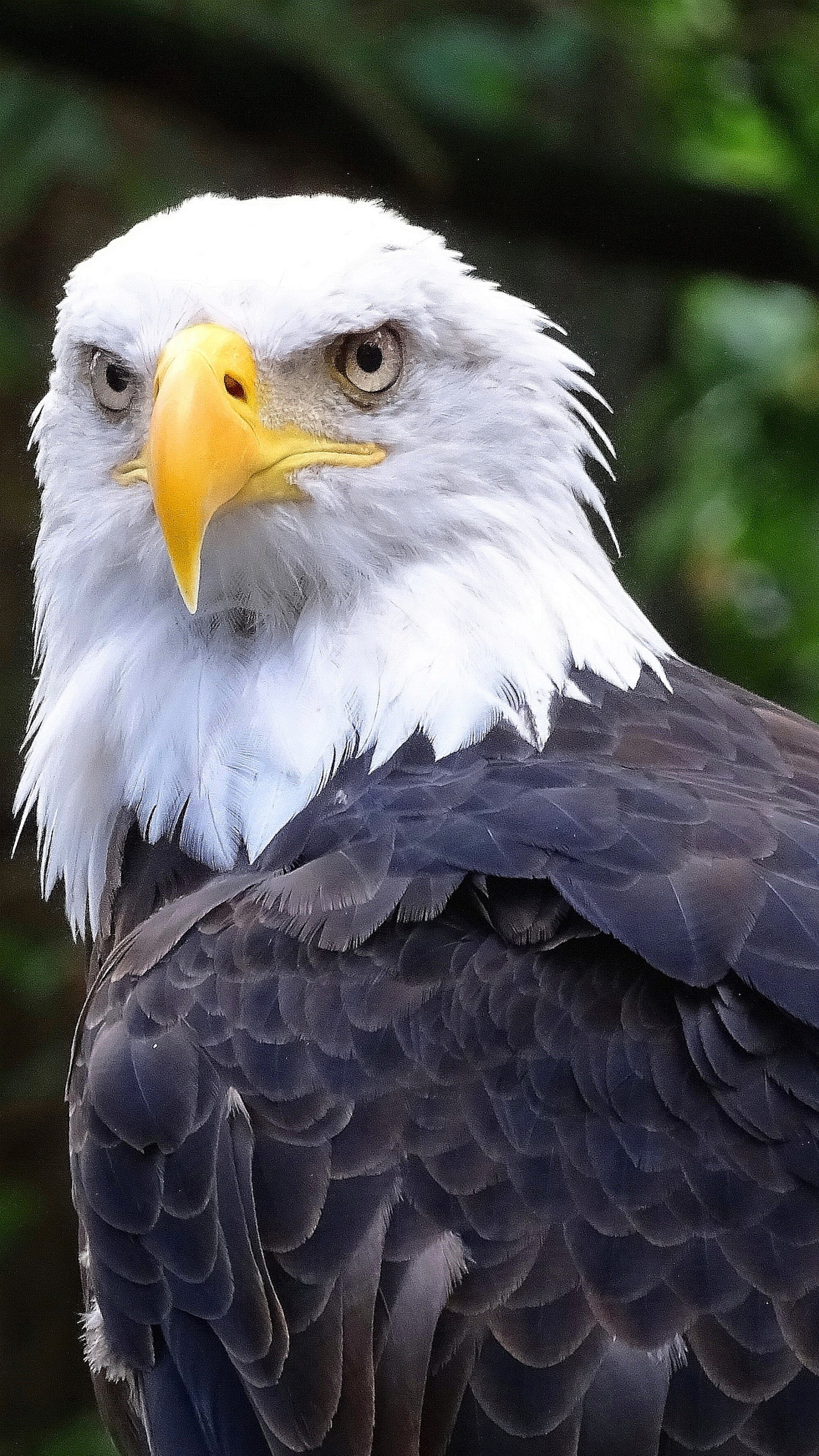 Águila calva con pico amarillo y cabeza blanca (calvo, águila, landed)