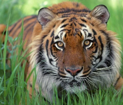 animals, tiger