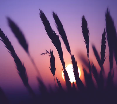 corn, nature, sunrise