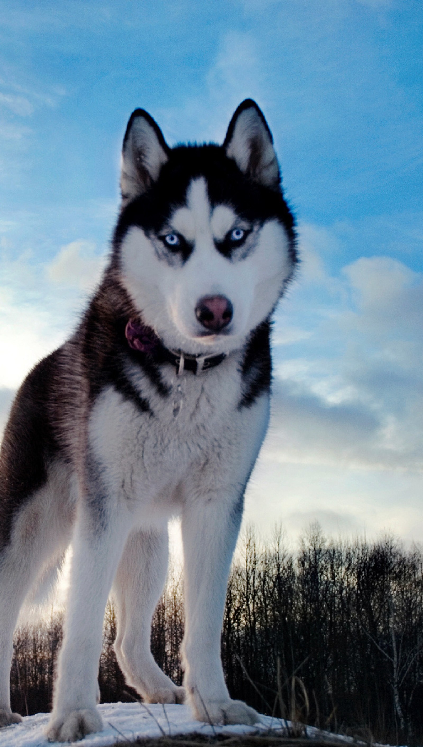 Um cão husky em pé sobre uma pedra na neve (cachorro, colina, husky, neve)