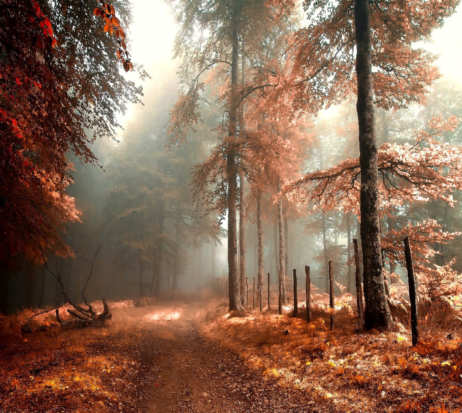 A view of a path through a forest with trees and leaves (nature)