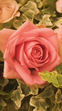 flor, rosa