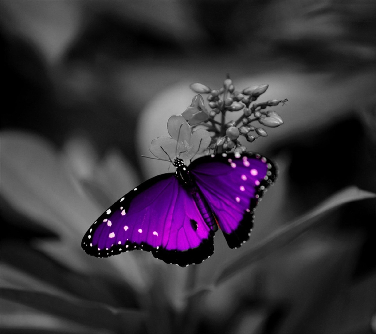 Mariposa morada sobre una flor con fondo en blanco y negro (mariposa, púrpura)