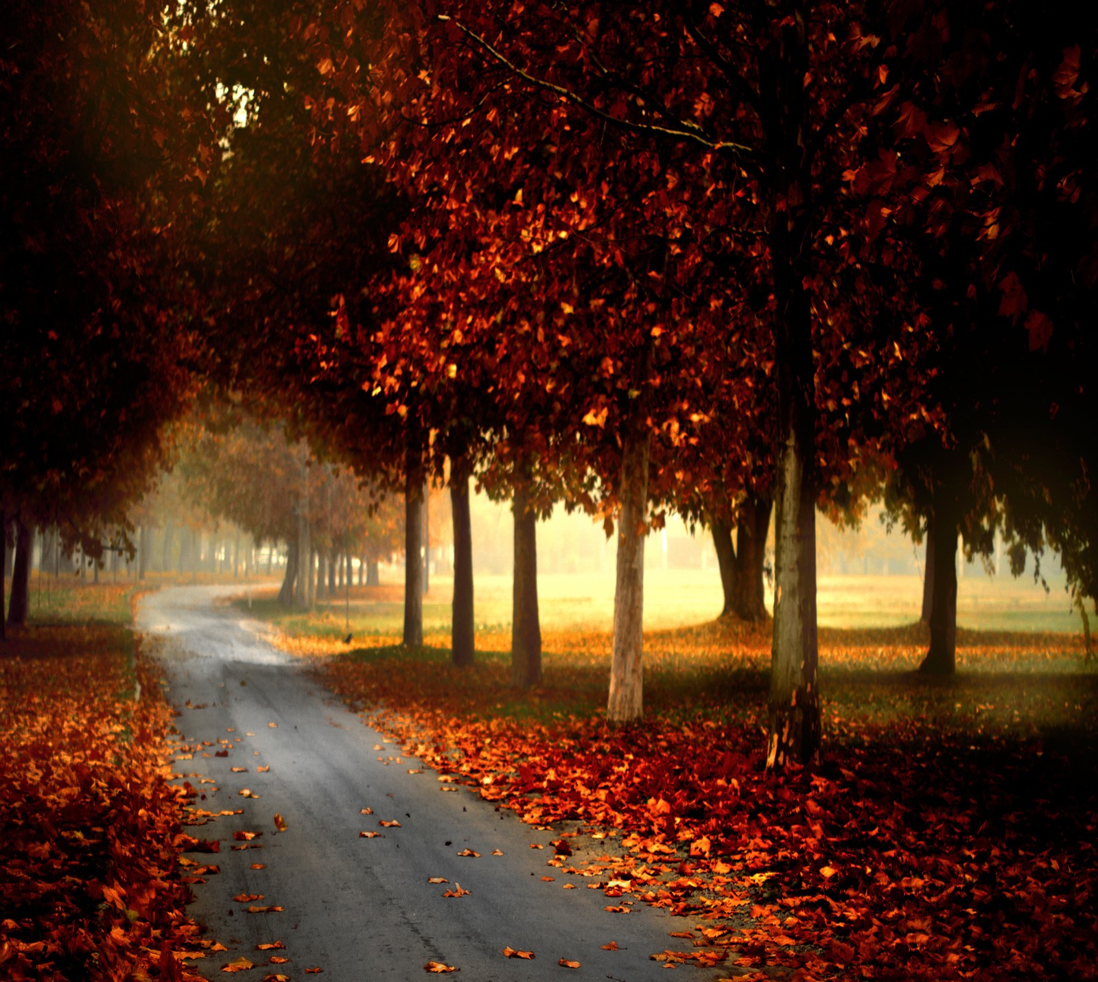 Bäume säumen eine straße in einem park mit einer bank und einer bank (herbst, landschaft, natur, straße, bäume)