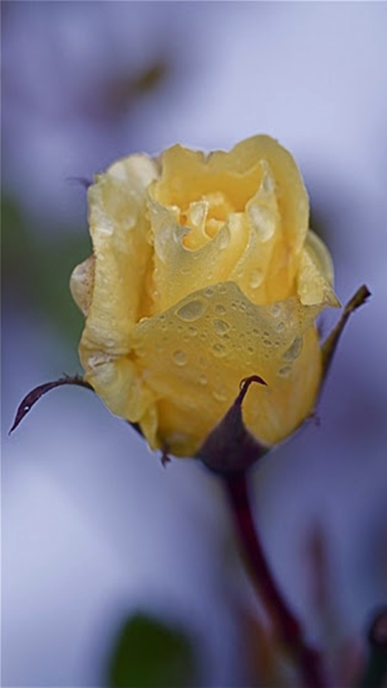 rose, yellow wallpaper