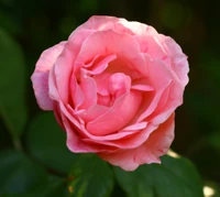 Elegante bocciolo di rosa rosa circondato da foglie verdi