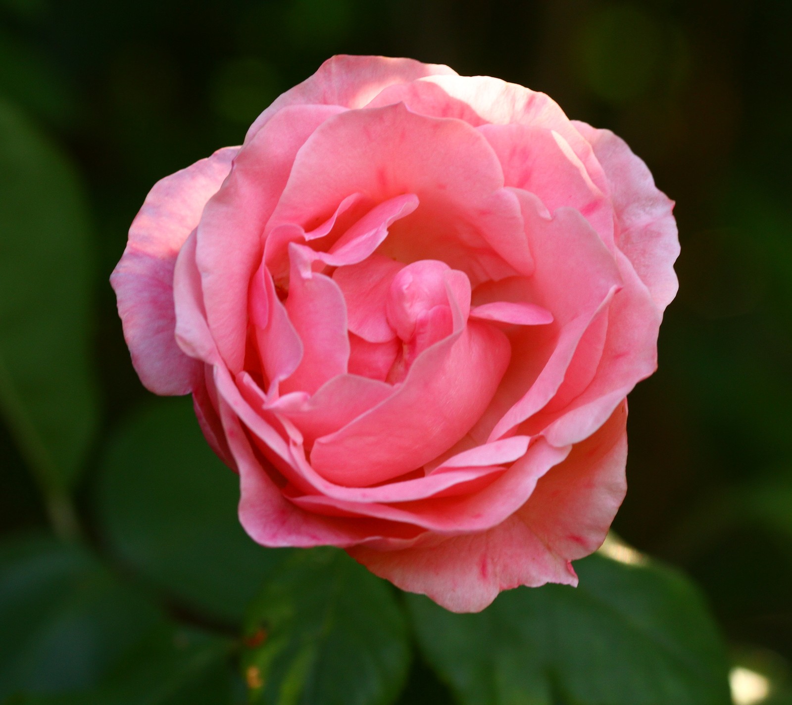 Hay una rosa rosa que está floreciendo en el jardín (bocciolo, foglia, meraviglia, petali, rosa)