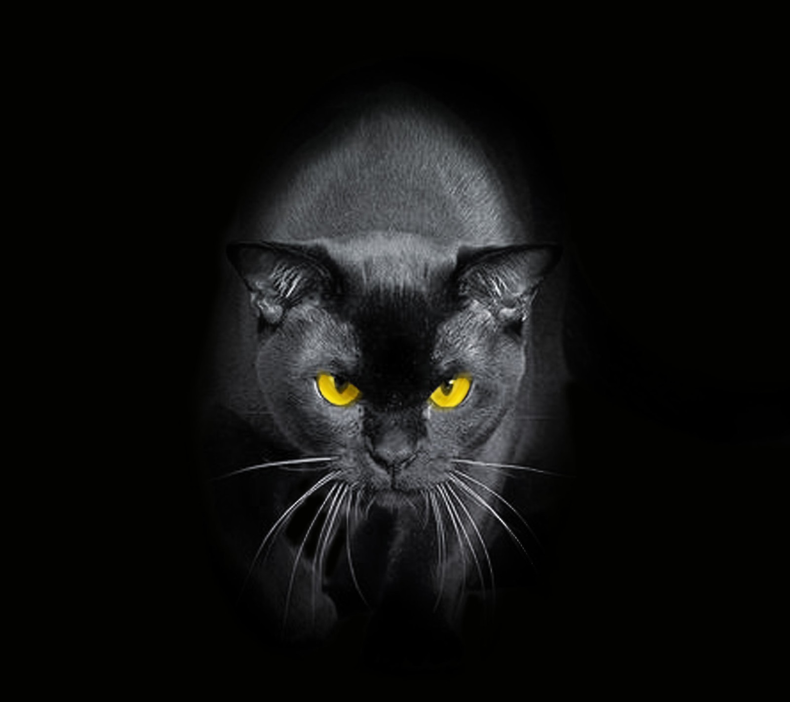 Image déformée d'un chat noir aux yeux jaunes dans l'obscurité (chat, sombre, saguaro)