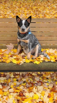 Dog sitting on a bench surrounded by autumn leaves.