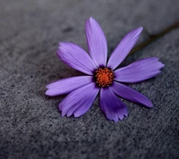 Beautiful Purple Flower Petals on Gray Surface