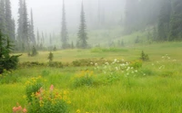 Von Nebel bedeckte Wiese, geschmückt mit lebhaften Wildblumen und üppigen Gräsern, umgeben von hohen Nadelbäumen.