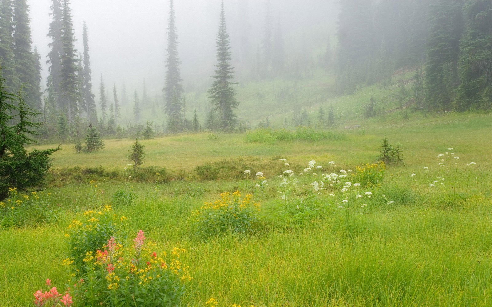 Um close de um campo com árvores e flores na neblina (prado, pradaria, vegetação, wild, reserva natural)