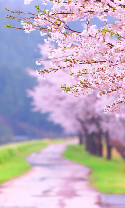 weg natur, pink beautiful, sakura blüte, frühling