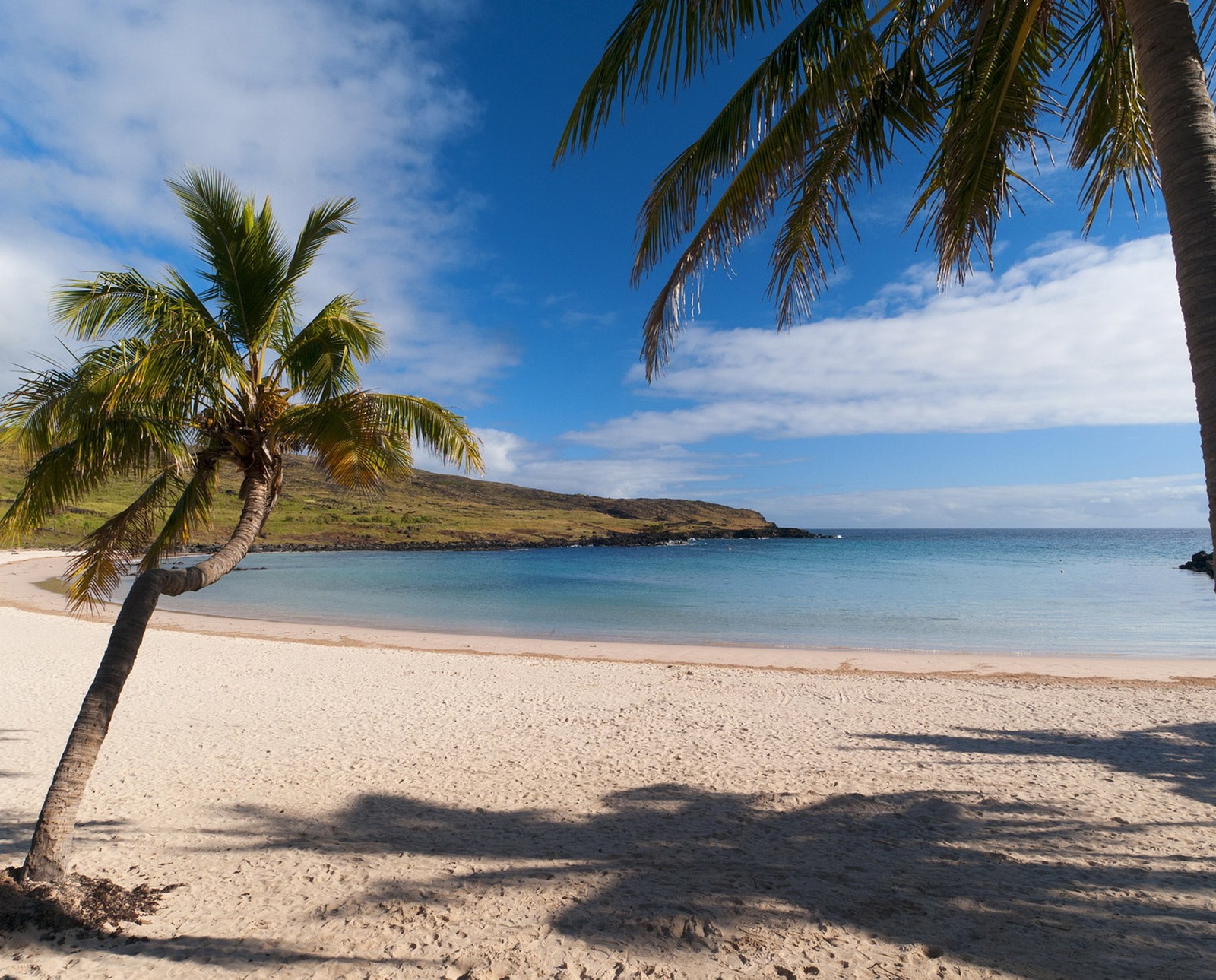 Bearbeitete palmen am strand mit blauem himmel und wasser (anakena beach, chile, nui easter island, rapa)